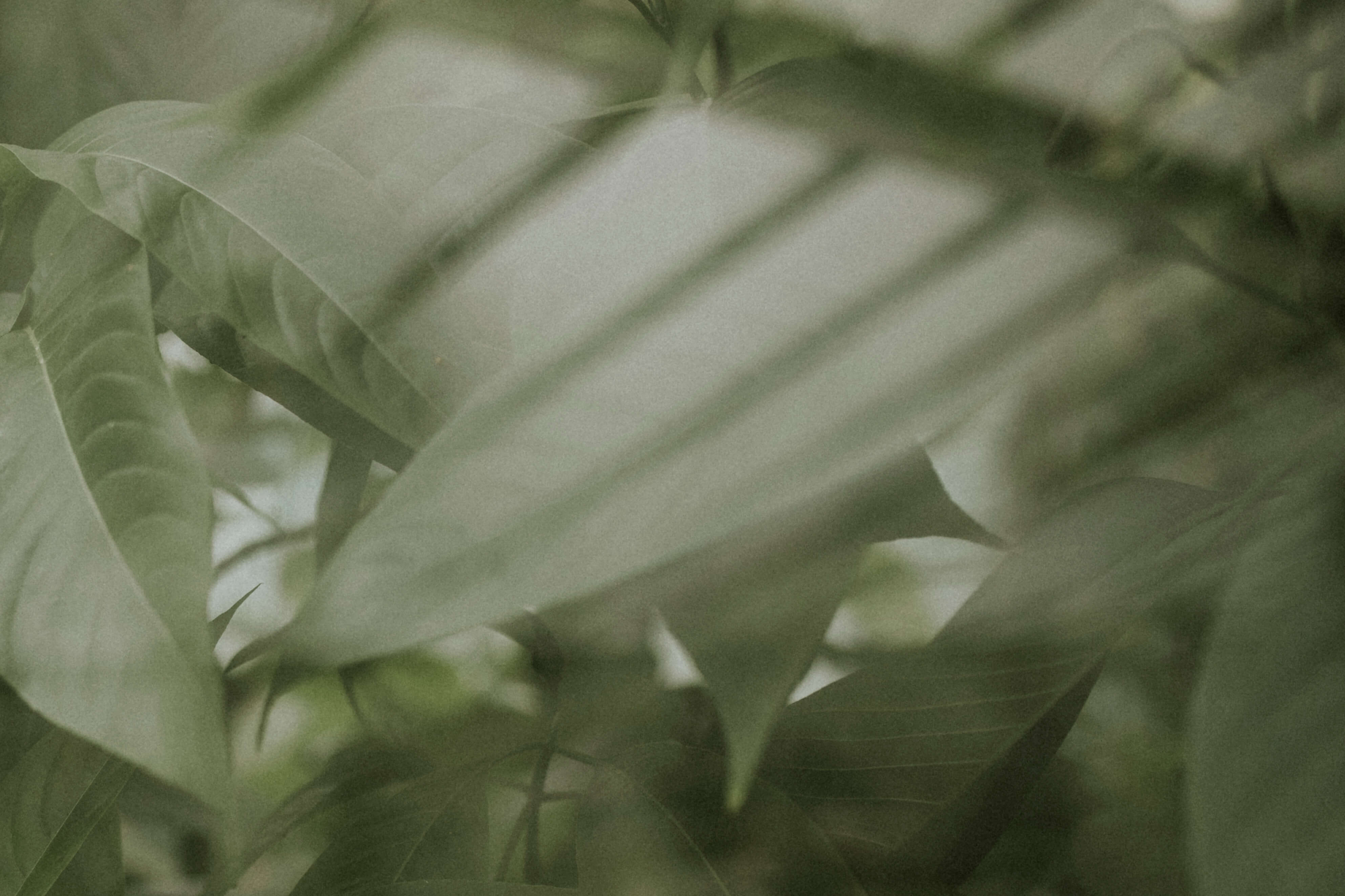 Close-up of green leaves with a blurred background
