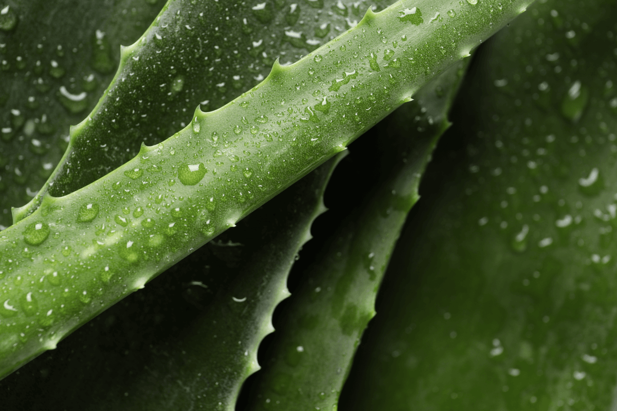 Close-up of aloe vera leaves with water droplets on a dark background