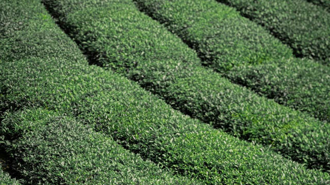 Row of neatly trimmed green shrubs